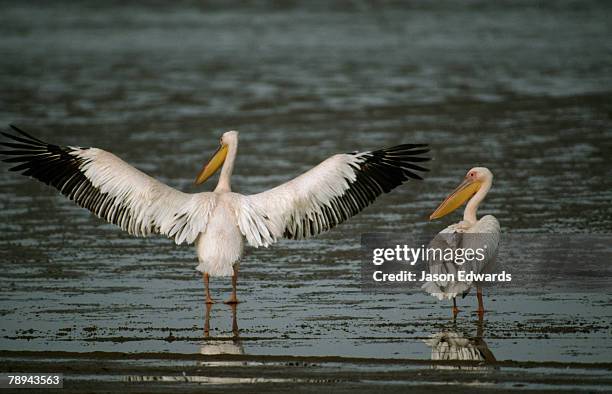 Skkeleton Wing 423 Skeleton Wings Stock Photos, High-Res Pictures, and Images - Getty ...