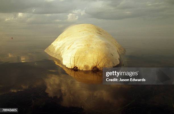 point henry, victoria, australia. - ernstig bedreigde soorten stockfoto's en -beelden