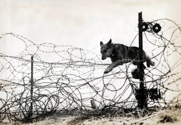 UNS: WWI: Animals At War