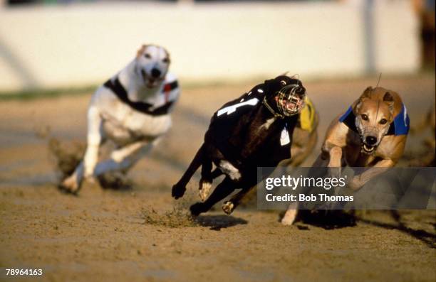 Graham Racing Dogs 90 Romford Greyhound Racing Stock Photos, High-Res Pictures, and Images ...