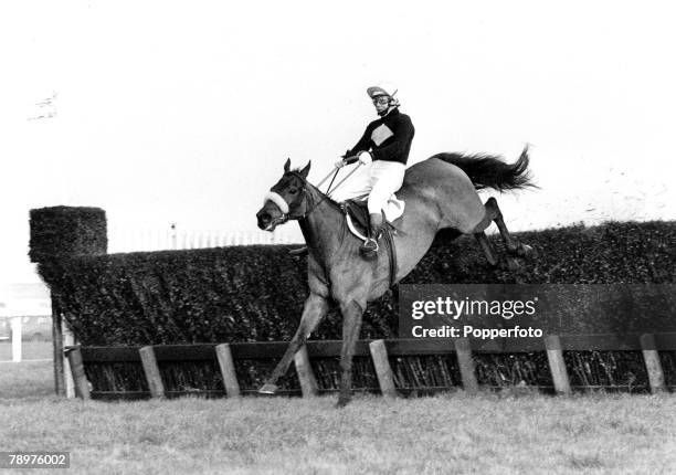 Horse-Racing, February 1975, Grand National trials, Haydock Park, Picture shows legendary race-horse Red Rum jumping a fence ridden by Brian...