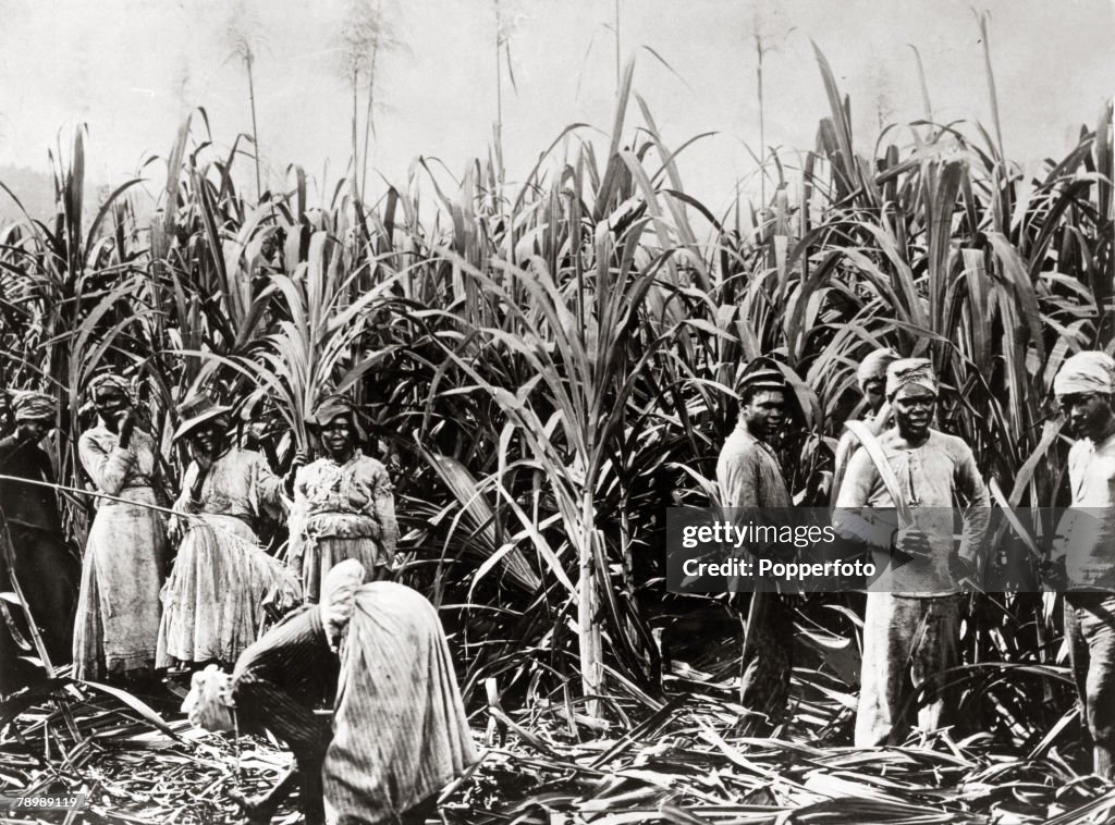 PF People. Industry. Agriculture. West Indies, Jamaica. pic: circa 1930's. Labourers, men and women, working in the sugar industry, cutting the cane on a plantation.