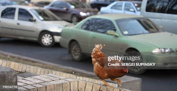 Hen ignores speeding cars as it walks in the center of Kiev 16 January, 2008. AFP PHOTO/ SERGEI SUPINSKY