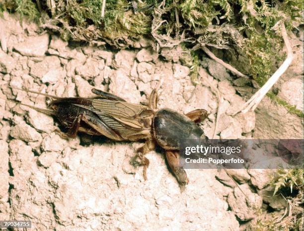 Animals, Insects, A Mole Cricket