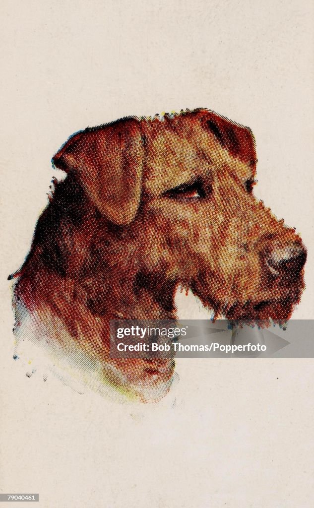 Trade cigarette card.Colour illustration. Circa 1900. Dogs. Airedale Terrier.