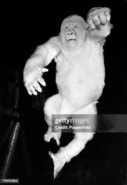 Rare albino or white gorilla pictured in captivity circa 1945.