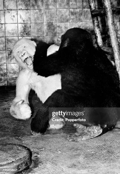 Rare albino or white gorilla pictured in captivity with another ape circa 1945.