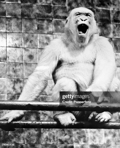 Rare albino or white gorilla pictured in captivity circa 1945.