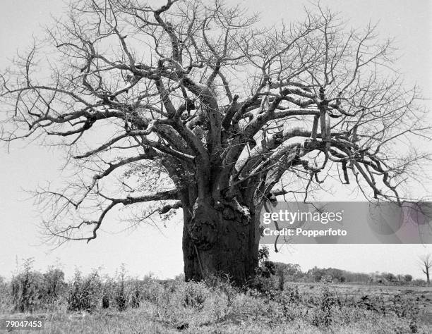 Circa 1950's, The Baobab tree found in Australia and Africa with massive trunk, root like branches and edible fruit known as "monkey bread", The...