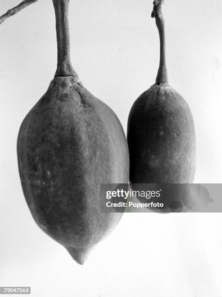 Circa 1950's, Edible fruit known as "monkey bread" from the Baobab tree, The tree found in Australia and Africa with massive trunk, root like...