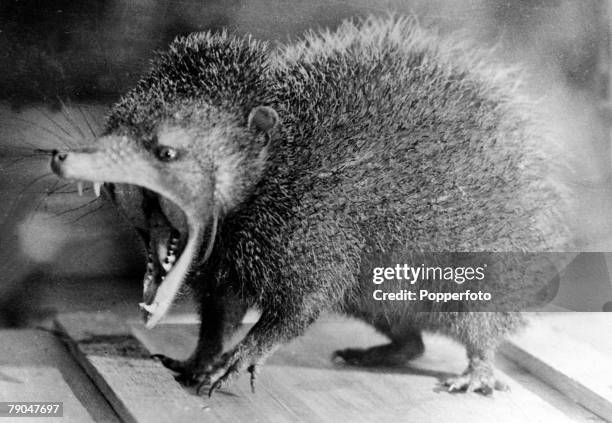 Circa 1940's, A Tenrec, an hedgehog like creature almost restricted to Madagascar,ths one showing it's long piercing canine teeth and spines on it's...