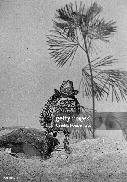 Circa 1950, An ornamented Terrapin, adorned with bright markings, a member of the tortoise and turtle family