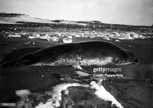 Ponting, Captain Scott+s Antarctic Expedition 1910 - 1912, 15th March A Weddell seal on the ice at Cape Evans