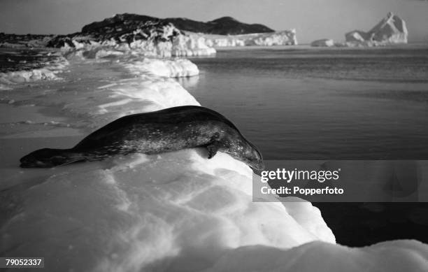 Ponting, Captain Scott+s Antarctic Expedition 1910 - 1912, 15th March A Weddell seal diving off the ice at Cape Evans