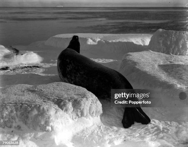 Ponting, Captain Scott+s Antarctic Expedition 1910 - 1912, 26th March A Weddell seal in the ice off Cape Evans