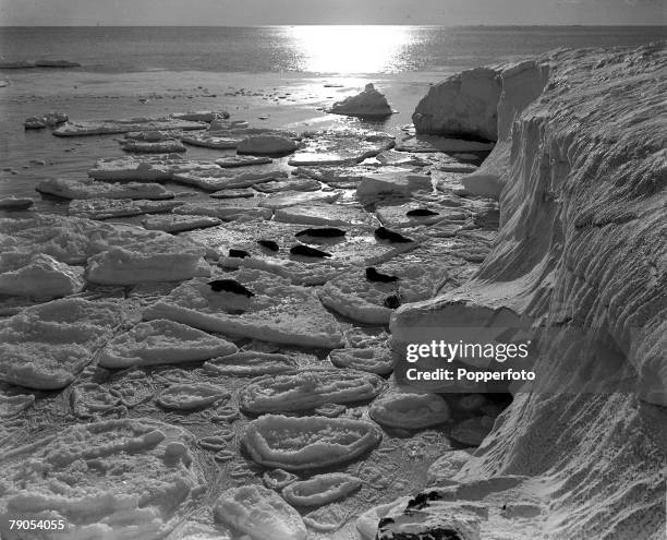 Ponting, Captain Scott+s Antarctic Expedition 1910 - 1912, 6th March Weddell seals basking in the pack ice on the floes off Cape Evans