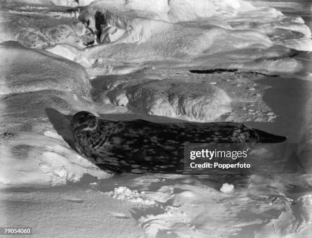 Ponting, Captain Scott+s Antarctic Expedition 1910 - 1912, 26th March A Weddell seal basking in the pack ice off Cape Evans