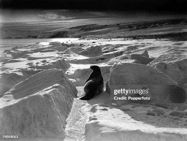 Ponting, Captain Scott+s Antarctic Expedition 1910 - 1912, 26th March A Weddell seal sitting on the ice at cape Evans