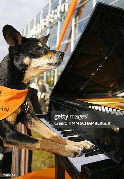 Pinscher crossbreed "Milly" poses on a mini-piano to promote the CACIB 2008 pedigree dog show in Nuremberg, southern Germany. More than 3,000 dogs...