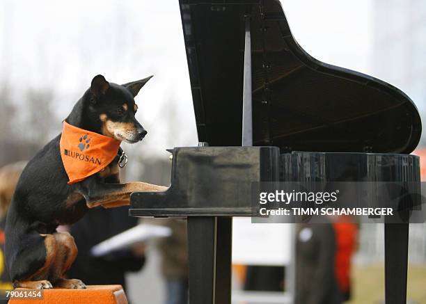 Pinscher crossbreed "Milly" poses on a mini-piano to promote the CACIB 2008 pedigree dog show in Nuremberg, southern Germany. More than 3,000 dogs...