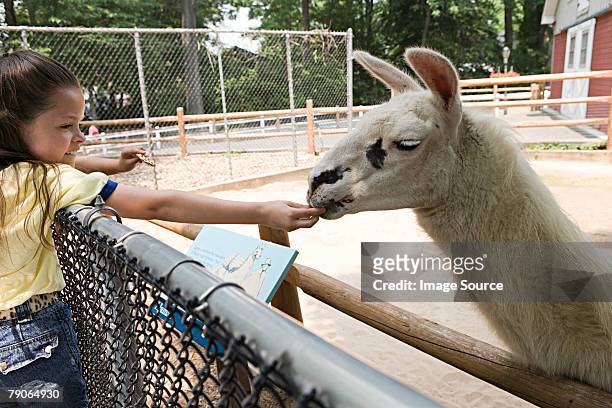 girl feeding a llama - petting zoo stock pictures, royalty-free photos & images
