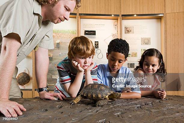 children looking at tortoise - zoo keeper stock pictures, royalty-free photos & images