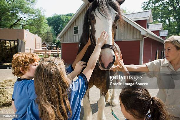 kids stroking horse - zoo keeper stock pictures, royalty-free photos & images