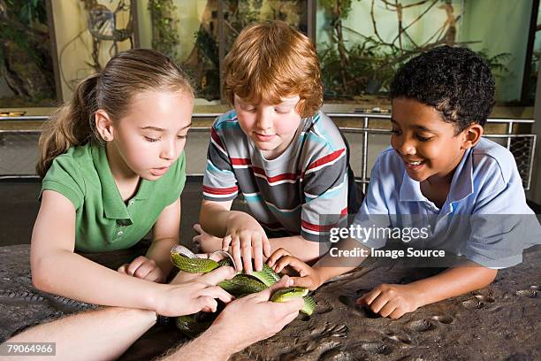niños tocar serpiente - zoo fotografías e imágenes de stock