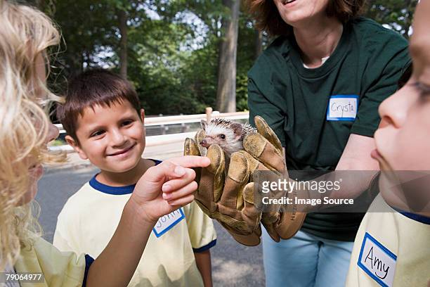 kids and zoo keeper with hedgehog - zoo keeper stock pictures, royalty-free photos & images