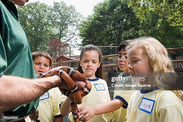 children looking at snake - dierentuin stockfoto's en -beelden