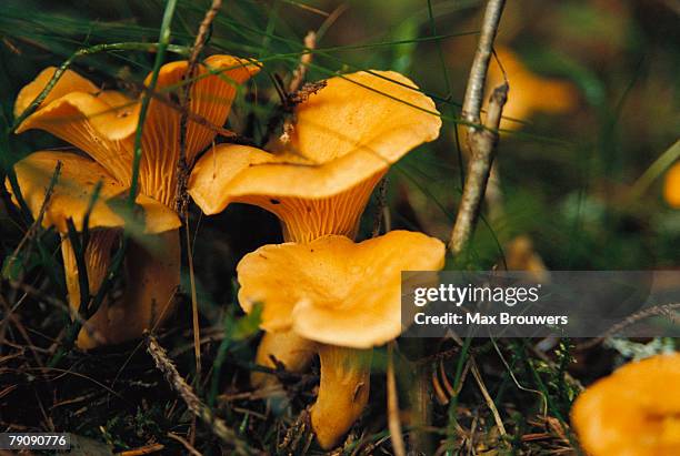 ima21524 - cantharellus cibarius stock pictures, royalty-free photos & images