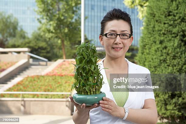 businesswoman holding a bamboo plant. - bamboo bonsai stock pictures, royalty-free photos & images