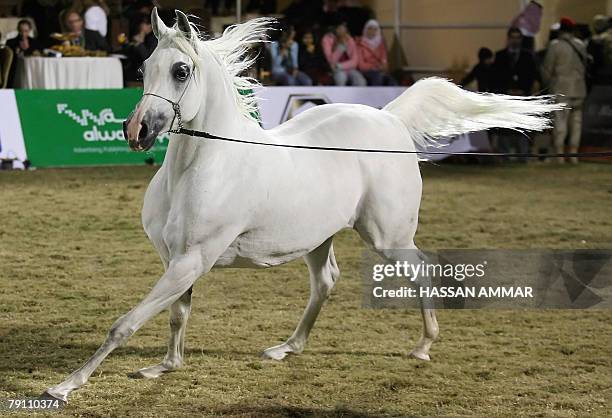 Arabian horse Kharelle, owned by Saudi Prince Fahd Bin Sultan bin Abdul Aziz al-Saud, takes part in the Stallions competition during the...