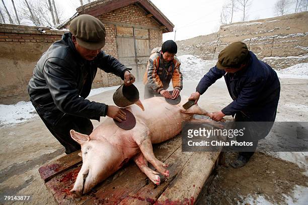 Tu ethnic villagers remove hair from a slaughtered pig at the Wushi Village on January 21, 2008 in Huzhu County of Qinghai Province, China. In...