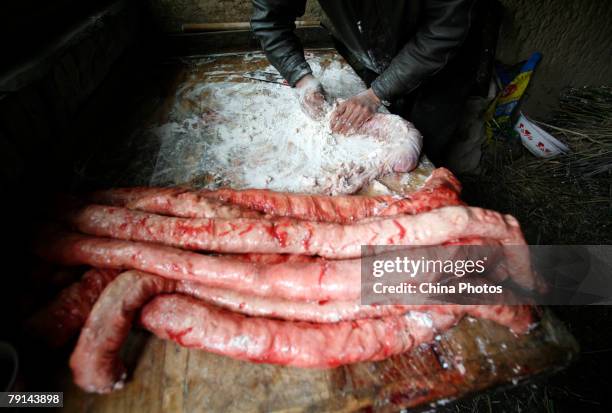 Tu ethnic minority man makes sausage with intestines of a slaughtered pig at the Wushi Village on January 21, 2008 in Huzhu County of Qinghai...