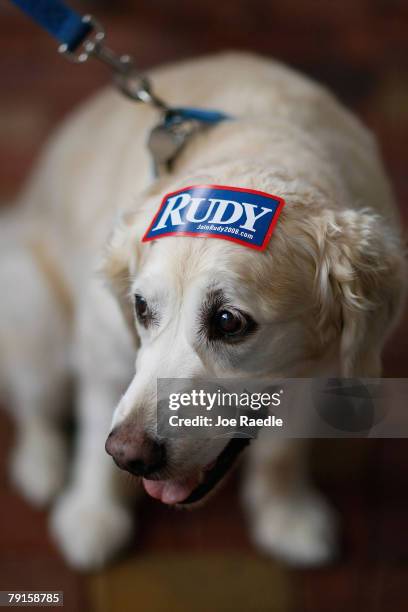 Dog named "Suzie" wears a sticker in support of Former New York City mayor and Republican presidential candidate Rudy Giuliani during his campaign...