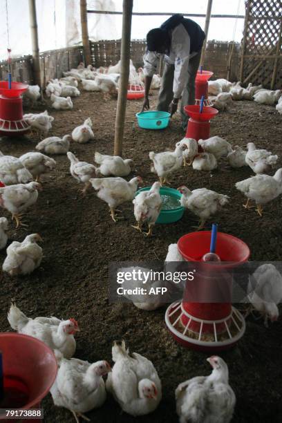 An Indian worker feeds chickens at a poultry farm in Naxalbari some 20 km from the Indian city of Siliguri 23 January 2008. Some 400 chickens have...