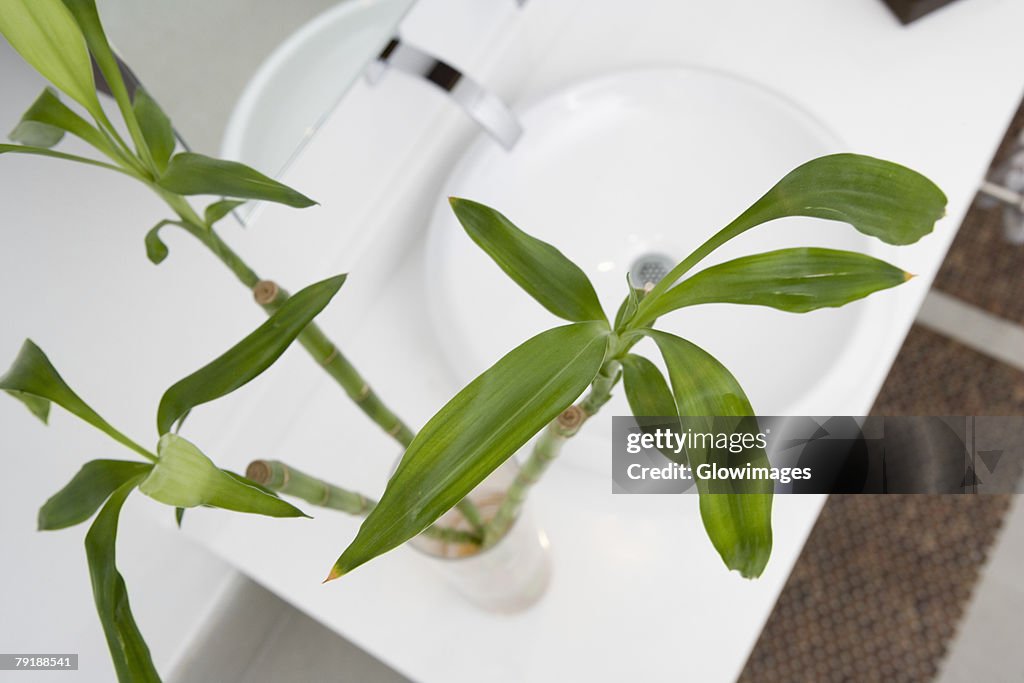 High angle view of a plant on a bathroom sink