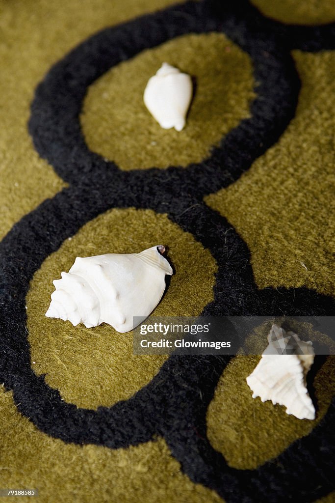 High angle view of seashells on a carpet