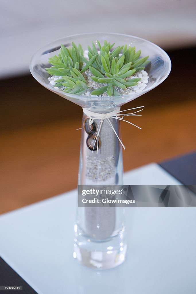 Close-up of a plant in a glass vase
