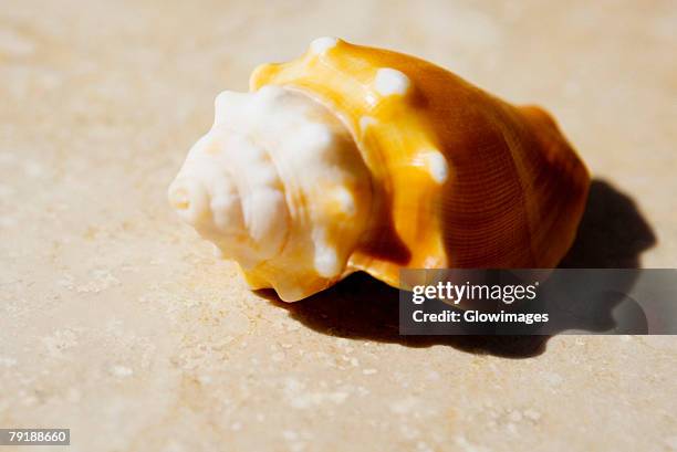 close-up of a conch shell - sea shells stock pictures, royalty-free photos & images