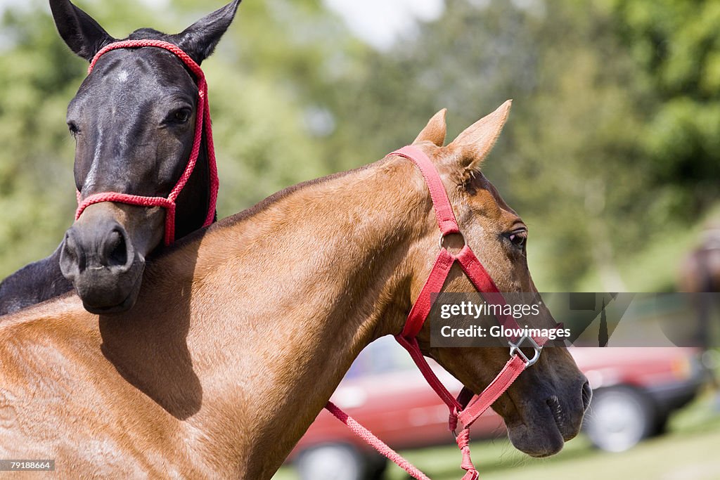 Close-up of two horses wearing bridles