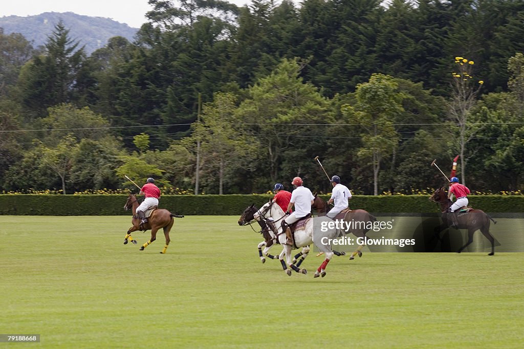 Five polo players playing polo