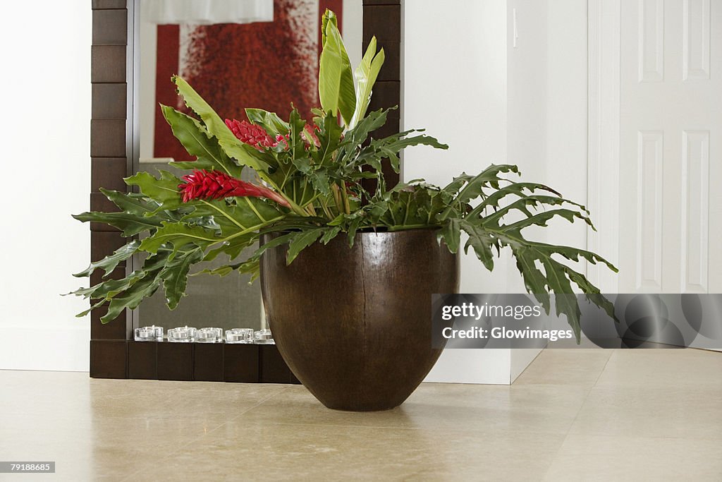 Close-up of a houseplant in front of a mirror