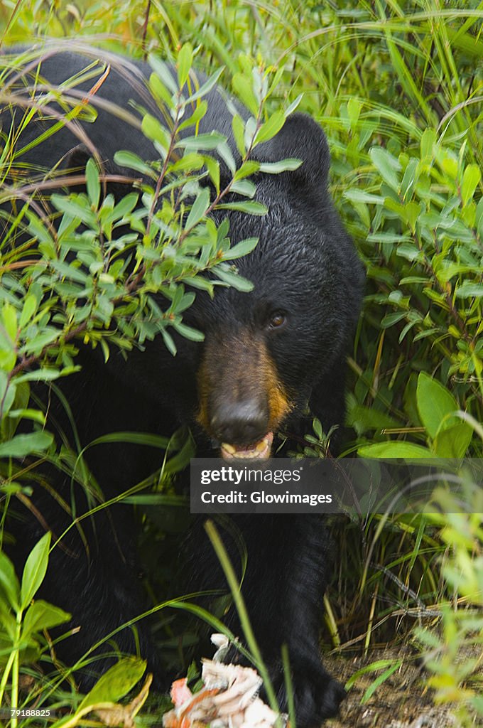 Close-up of a Black bear (ursus americanus)
