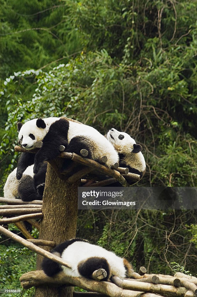 Four pandas (Ailuropoda melanoleuca) resting in a forest