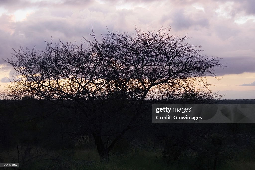 Silhouette of bare trees at dusk, Kruger National Park, South Africa