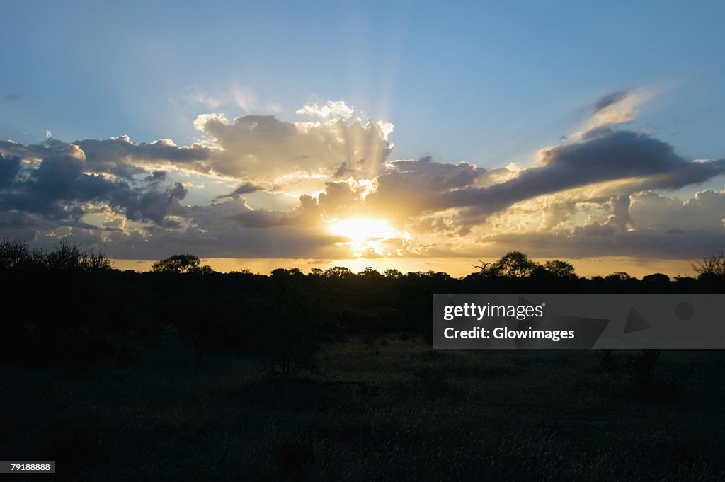 Sunset over a forest, South Africa