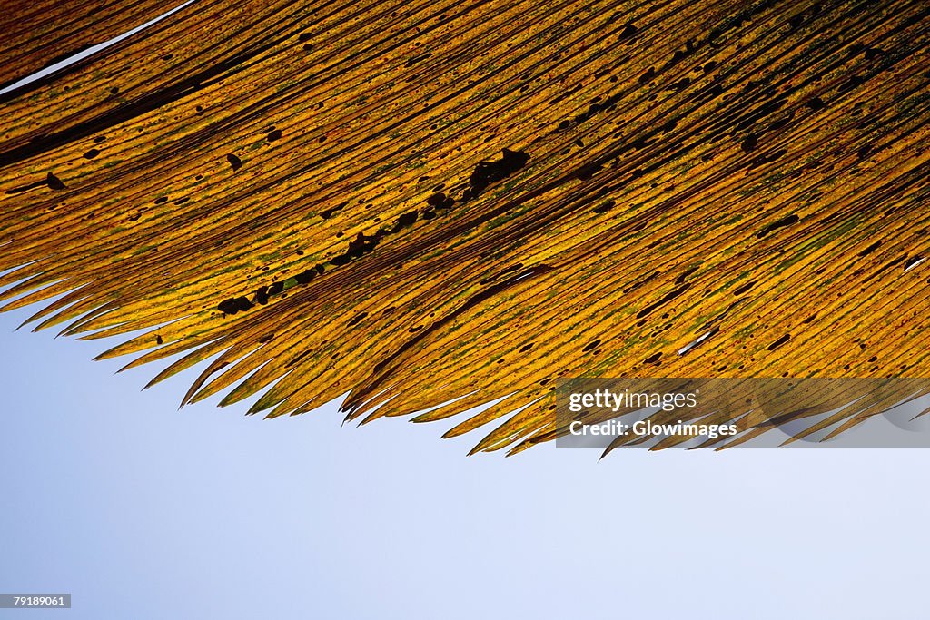 Close-up of dry leaves, Hawaii Tropical Botanical Garden, Hilo, Big Island, Hawaii Islands, USA