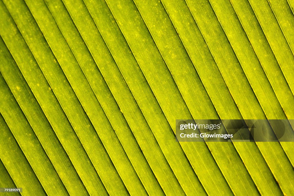 Close-up of a green leaf in a botanical garden, Hawaii Tropical Botanical Garden, Hilo, Big Island, Hawaii Islands, USA